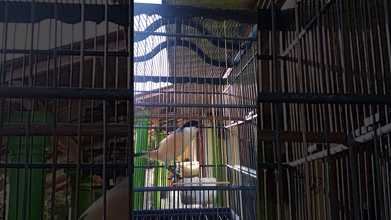 Cendet tarjo isian ayam bertelur
