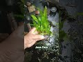#anubias #aquascapegallery #javafern #aquarium #terrarium #moss #bucephalandra #bonsai #plants