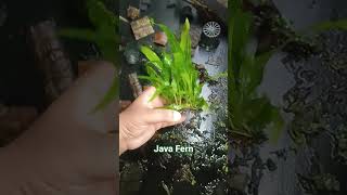 #anubias #aquascapegallery #javafern #aquarium #terrarium #moss #bucephalandra #bonsai #plants