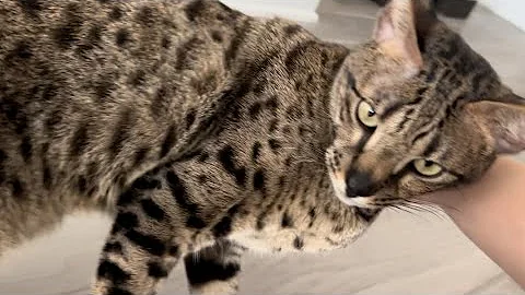 Watch the video about Non Stop Meowing From Sweet F2 Savannah Cat Zara. So Cute