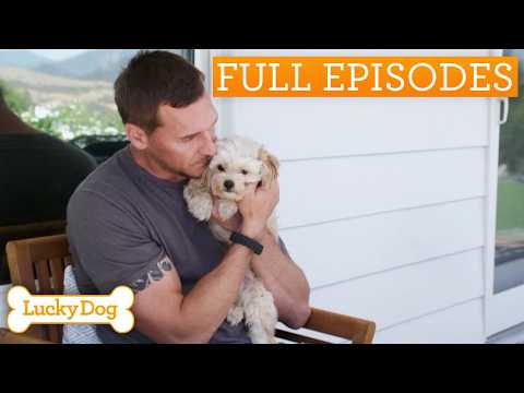 Sick And Malnourished Poodle-Mix Saved By Rescuer | Lucky Dog Double Episode