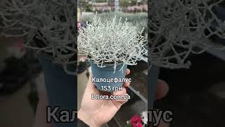 Калоцефалус Dflora.ua