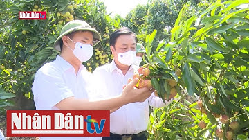 Bắc Giang hỗ trợ mở rộng thị trường tiêu thụ vải thiều