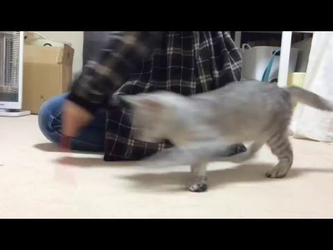 猫がバターになるまで