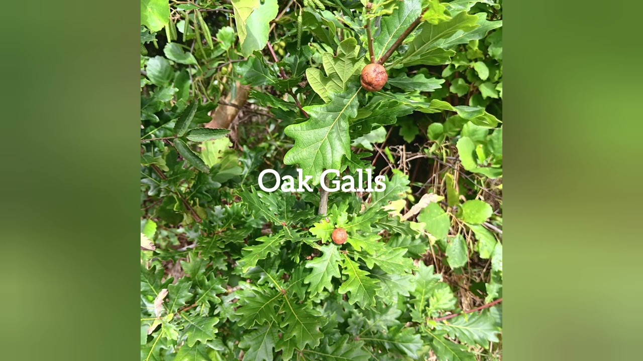 Miyawaki Forest Dublin Ireland 3 years 10 months