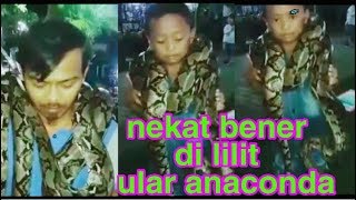 LILITAN ULAR PYTHON RAKSASA SANGAT KUAT.!!