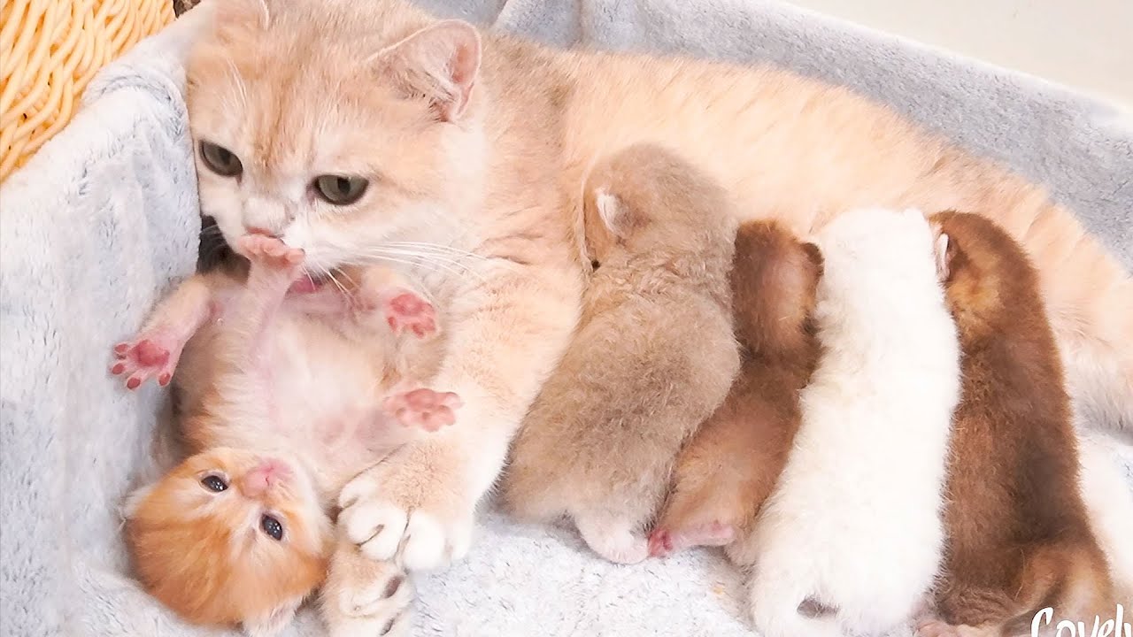 Mother cat caring for babies in the cutest way possible. - YouTube