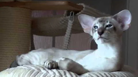 Video 1957491: siamese tabby kitten, tabby point siamese, blue point siamese kitten