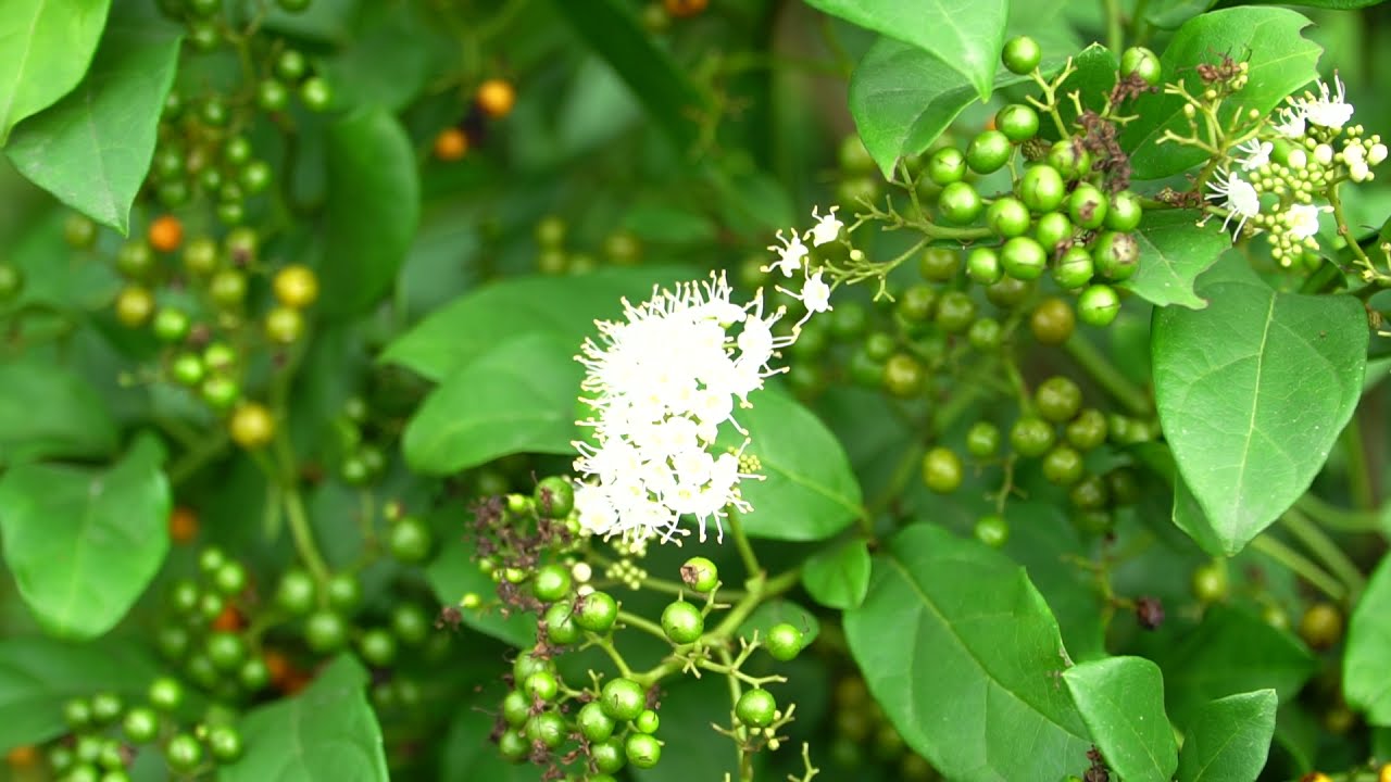 Tác dụng chữa bệnh của quả xạ đen là gì? Tác dụng chữa bệnh của quả xạ đen là gì?