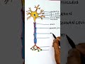 Easy steps to draw neuron|physiology|#shorts