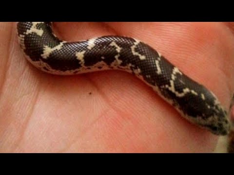 معلومات ع الخفيف عن الدساس الصعيدى أو ثعبان الدساس المصرى