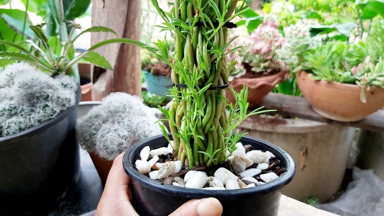 ปลูกแพรเซี้ยงไฮ้แนวตั้ง ทำครั้งแรกก็สวยได้แบบไม้ยืนต้นทีน้อยก็ปลูกได้ทำขายได้เลยจ้า