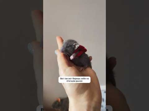 Рататуй курва. Автор видео:masha_littlefox. #юмор #комментарии #прикол #мемас #шуточное #смешно