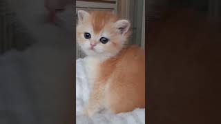 #cuteanimals #kittens #catsrule #cat #viral #cutekitty #cats #funnycat #funnycute #funnykittens