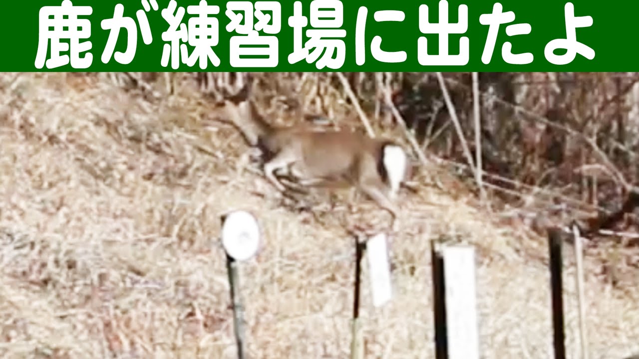 鹿 が練習場にでたよ！ - YouTube