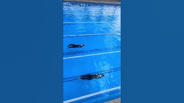 Xuất phát Bơi Ngửa