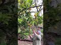 Picking lemons with Aunty Pa