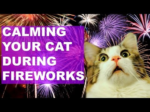 Video: Kaip atsikratyti stačio šoko katėms