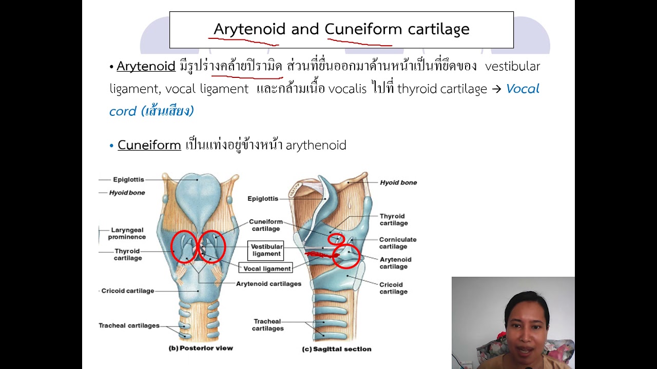 Anatomy_ระบบหายใจ (for Nursing student) 2564 Part 2 YouTube