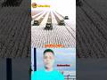 Cotton picking machine | তুলা উঠানো মেশিন। #shortvideo #farmequipment #bcspowertiller #agriculture