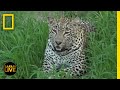 Safari Live - Day 292 | National Geographic