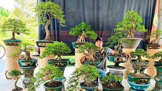 Quan Lê Bonsai 105 Chào Bán Nhiều Loại Cây Cảnh Bonsai Đẹp Đủ Kích Cỡ