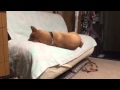 犬がソファから落ちた!