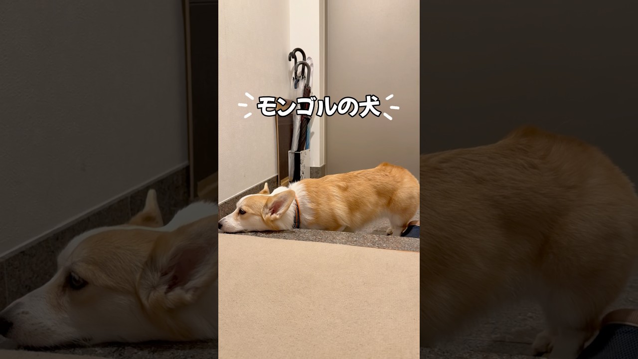 足拭き待ちきれないモンゴルの犬🐶なっちゃん🤣#コーギー #corgi #dog #コーギー多頭飼い #犬のいる暮らし
