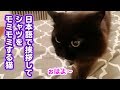 【喋る猫】好きなシャツに乗ってるところを邪魔されてキレたしおちゃん【猫パンチ】