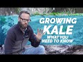 Growing Kale - What You Need To Know