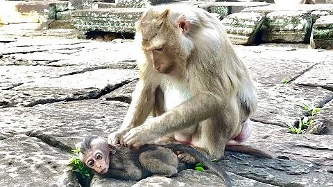 Awesome,Pigtail Ashley Grooming Poor Monkey Lori|A...