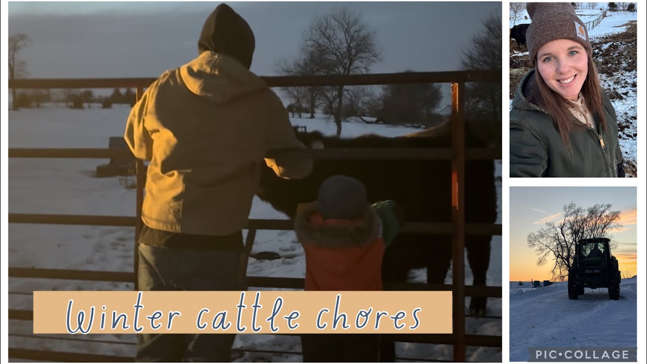 Зимние работы по уходу за скотом