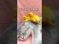 Cute Ducklings Love Mom Cat #shorts
