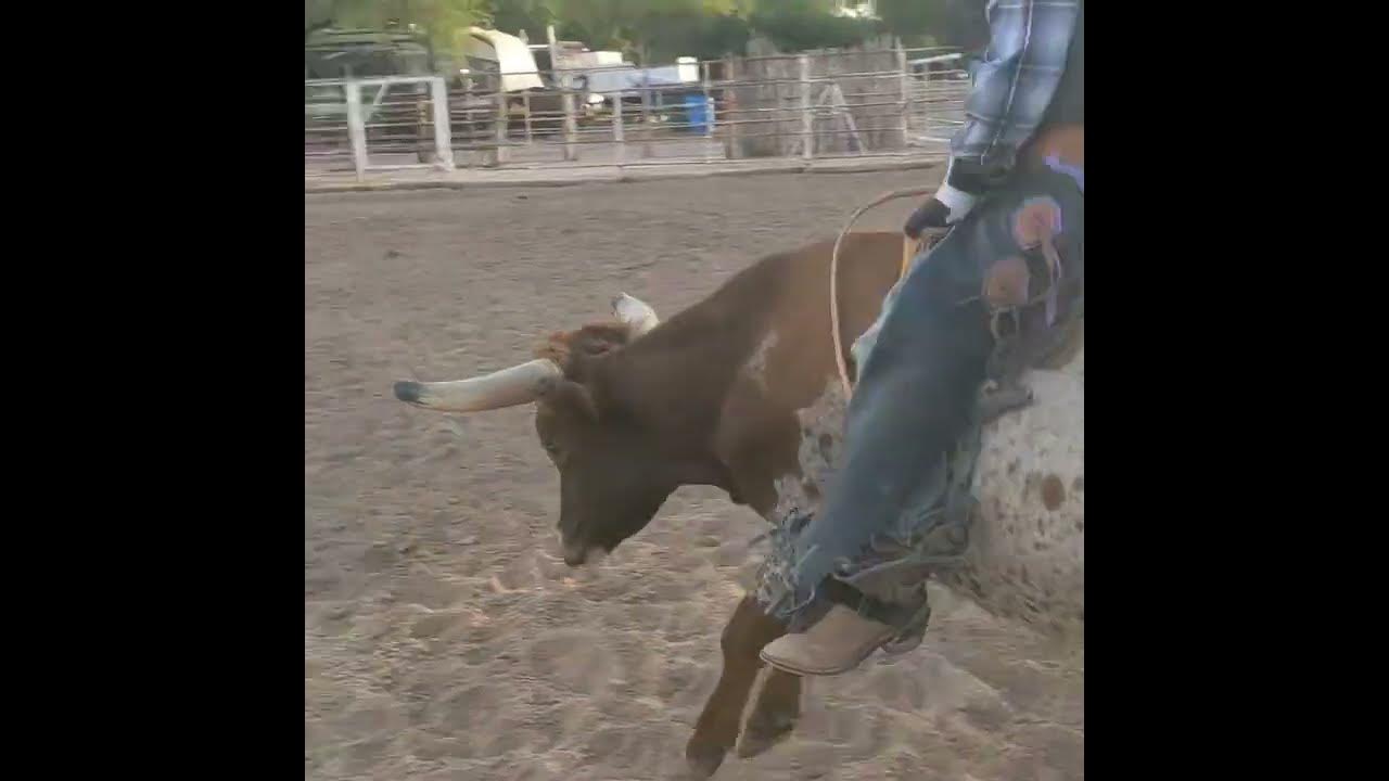 Practice on Bucking Nightmare! minibullterrier YouTube