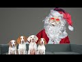 Can these dogs beat evil santa with cuteness funny dogs vs krampus prank on christmas