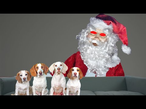 Video: 12 suņi, kas satikās ar Ziemassvētku vecīša klauzulu!