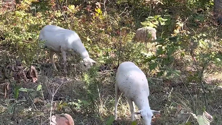 Sheep enjoying white oak acorns in our newly created silvopasture.