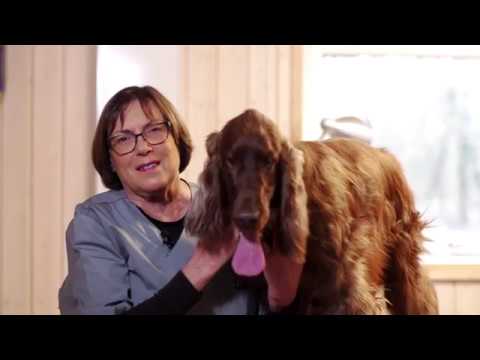 Video: Ernæringens Rolle I Behandling Av Nyresykdom Hos Hunder