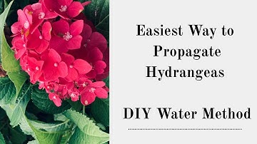 How to Propagate Hydrangeas in Water | Easy Step-by-Step Garden Hack!