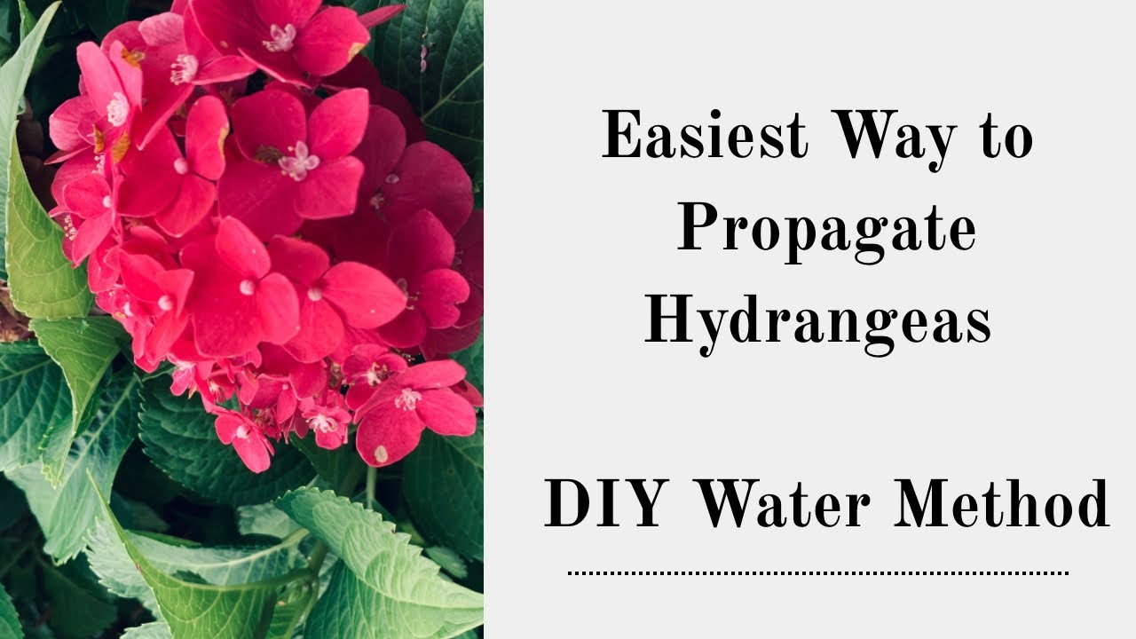 How to Propagate Hydrangeas in Water | Easy Step-by-Step Garden Hack!