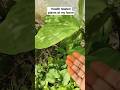 health related plants#plants#homegarden#garden#plant#plantcare#plantlover#ytshorts#short#tree#trees#