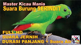 Masteran Murai, Suara Burung SERINDIT Durasi Panjang   Terapi Suara Air Mengalir...FULL HD...!!!