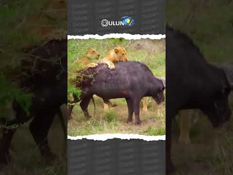 1 buffalo fighting 10 lions #uluntv #wildlife #wildtv #short
