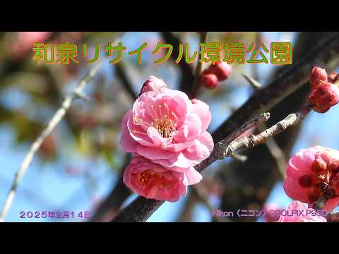 和泉リサイクル環境公園(2025年2月14日)