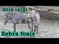 Last day 2019 zebras foals Runs 🦓 シマウマ　大晦日2019 ロスアンゼルス動物園