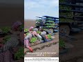 Sit‑Down Seedling Planting – Riding a Tractor‑Pulled Trailer to Save Your Back 🌱