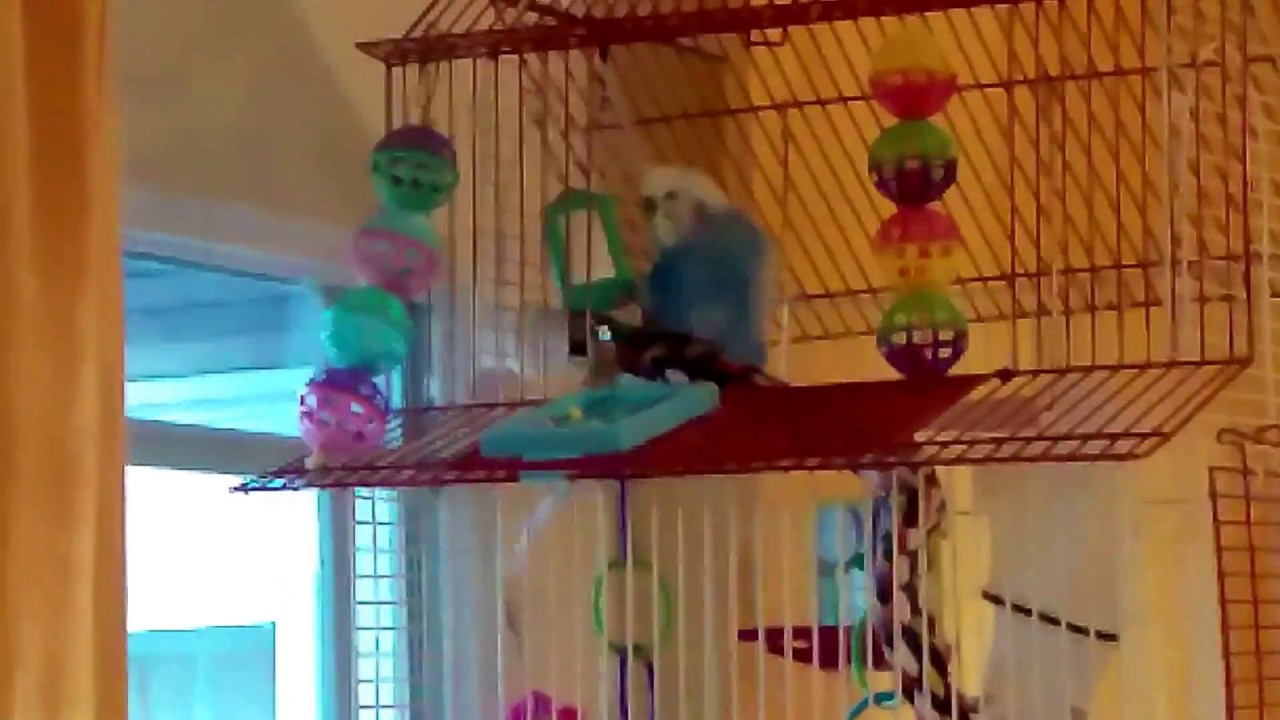 Dudley Getting His Freak On