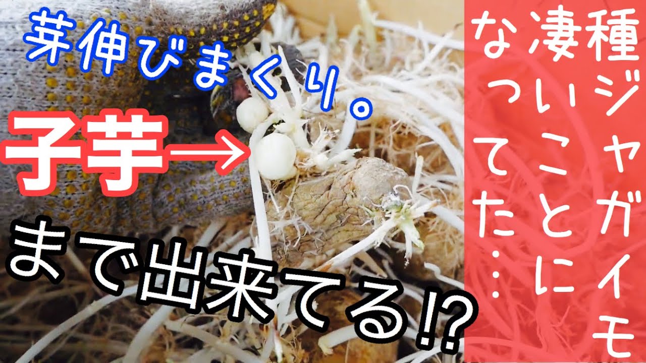 ジャガイモ 種芋の準備と定植の様子 年2月10日 Youtube