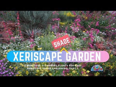 Video: Xeriscape Garden Ideas - Information om Xeriscape Shade Gardens