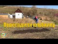 #317 Уборка в огороде, пересадка клубники / Переезд из Москвы на ЮГ